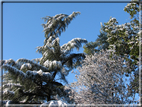 foto Parco Sebellin in Inverno